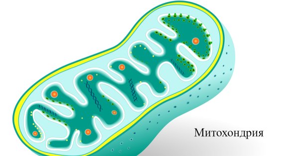 Митохондрии в клетке животного