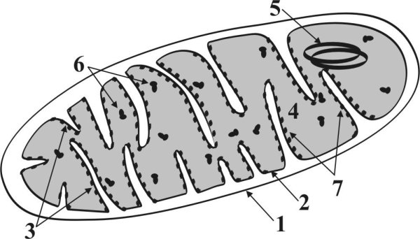 Строение митохондрии