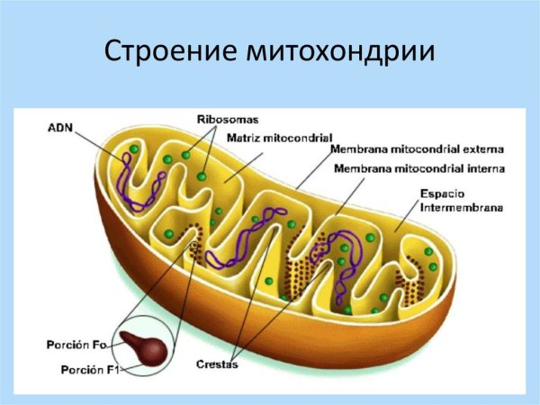 Строение митохондрии клетки