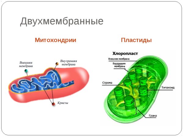 Митохондрии и хлоропласты строение и функции