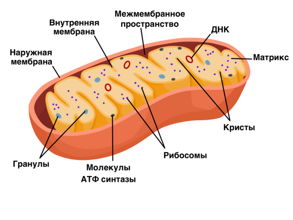 Мембрана митохондрий