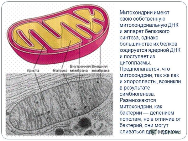 Органоиды клетки митохондрии