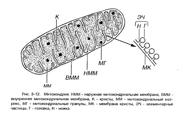 Строение митохондрии
