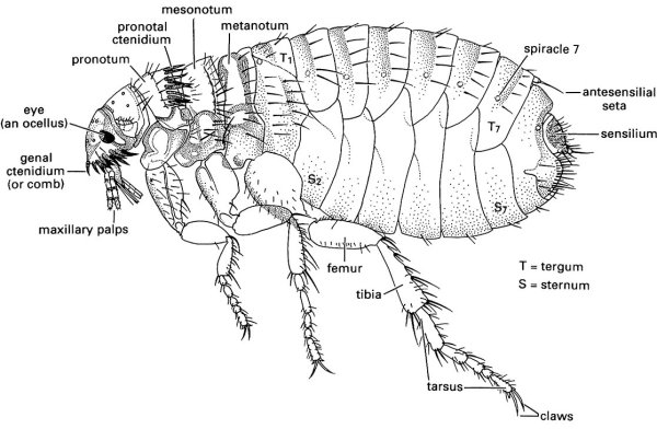 Строение самца блохи