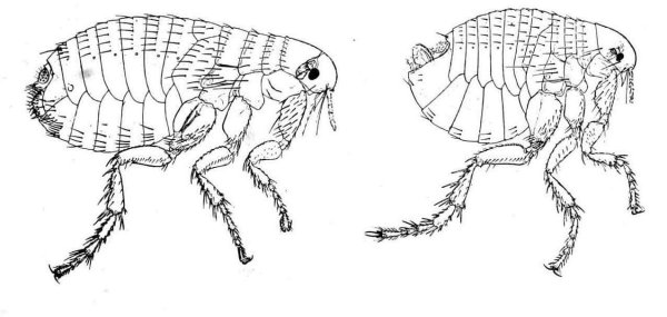 Строение блохи человеческой pulex irritans