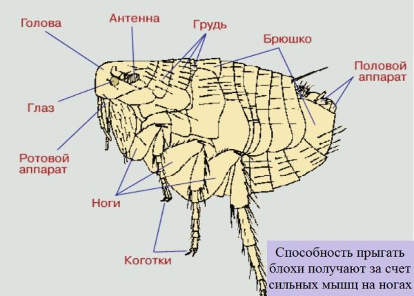 Внешнее строение блохи