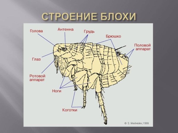 Внешнее строение блохи