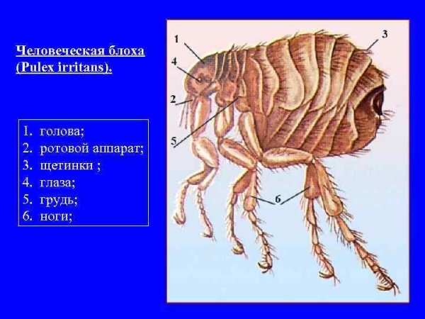 Pulex irritans самка