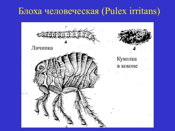 Блоха pulex irritans строение