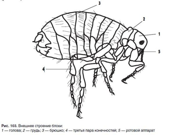 Блоха pulex irritans строение