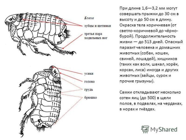 Блоха человеческая рисунок самка и самец