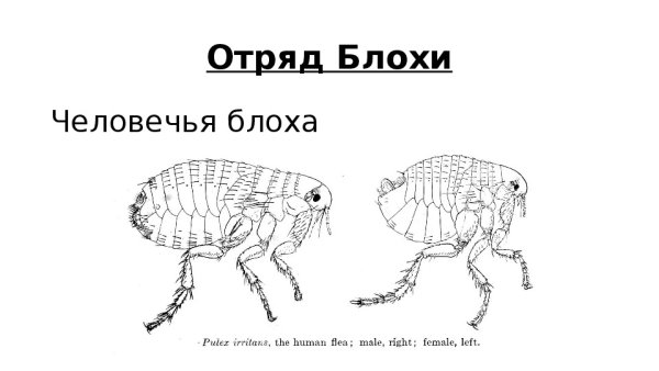 Внешнее строение блохи