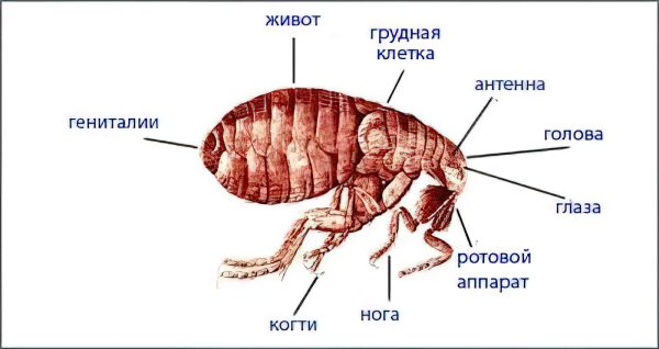 Внутреннее строение блохи схема