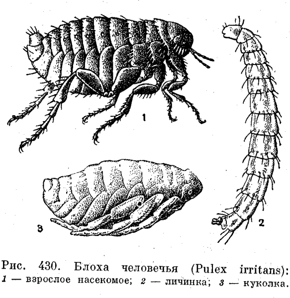 Блоха биология строение
