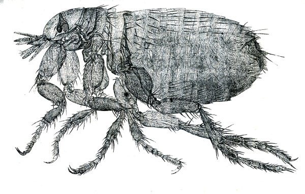 Отряд блохи человеческая блоха