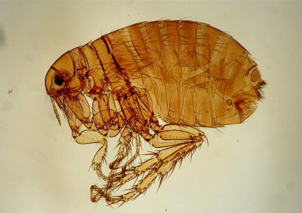 Внешнее строение pulex irritans