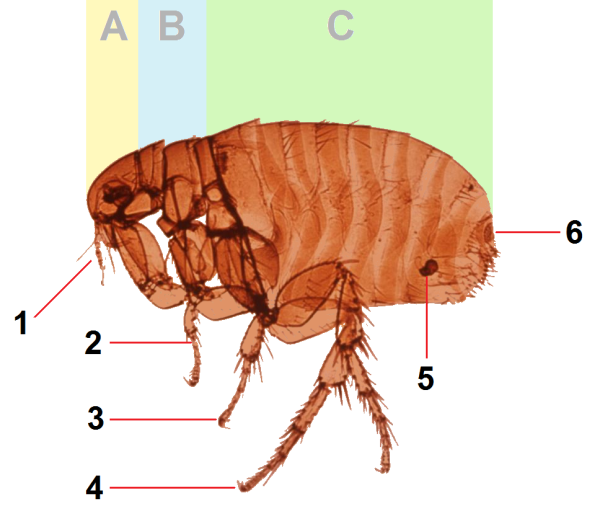 Строение блохи