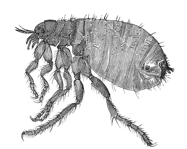 Ctenocephalides Felis