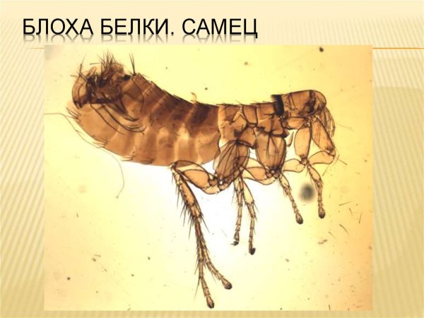Анатомия блохи