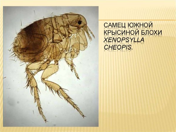 Блоха человеческая паразитология