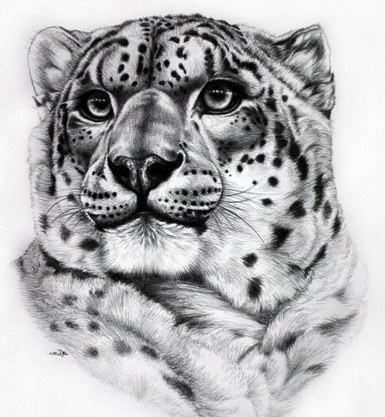 Снежный Барс эскиз