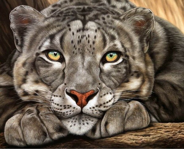 Морда Барса Токарева