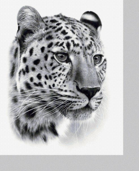 Леопард зарисовка