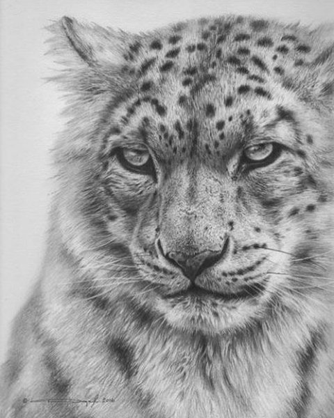 Ирбис снежный Барс тату