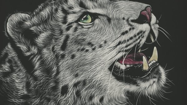 Барс на черном фоне