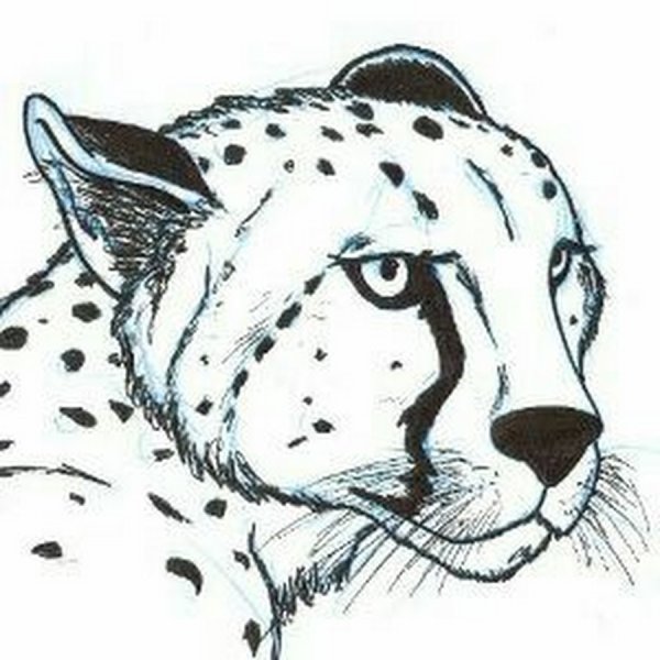 Морда гепарда для рисования