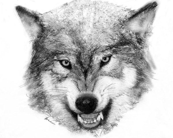 Нарисовать морду волка