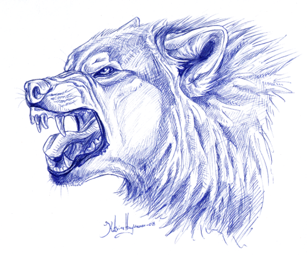 Волк скалится рисунок