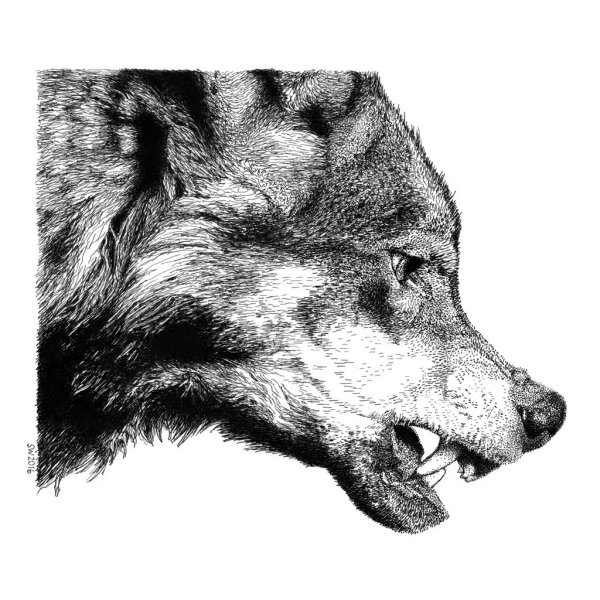 Оскал волка рисунок карандашом
