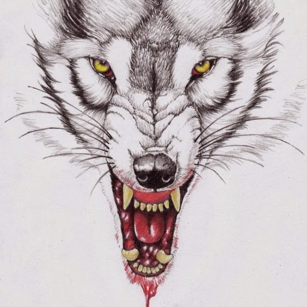 Оскал волка карандашом