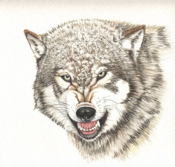 Оскал волка карандашом