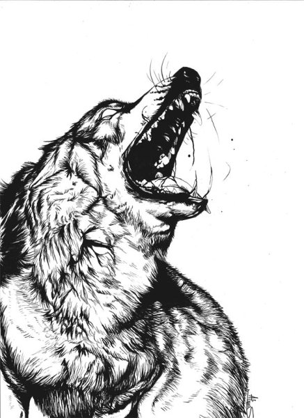 Оскал волка эскиз