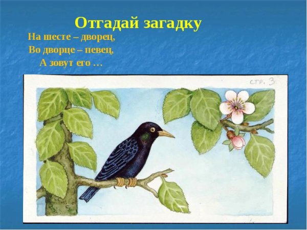 Скворушка прощается иллюстрация