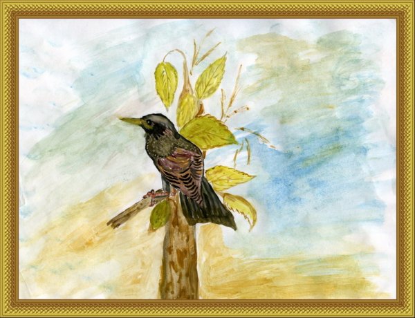 Скворец цветными карандашами