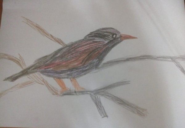 Рисование для детей скворец