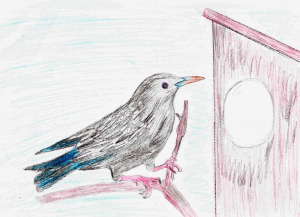Нарисовать скворушку
