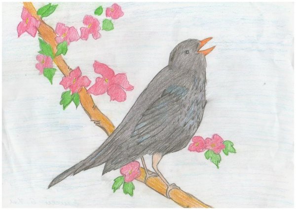 Скворушка рисунок