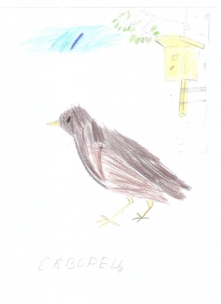 Скворушка прощается рисунок