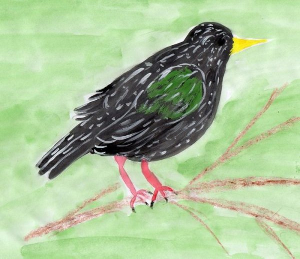 Рисование скворца