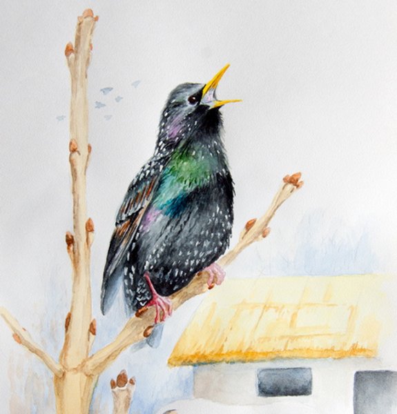 Раскраска скворец и скворечник