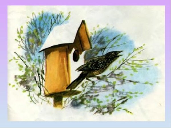 Скворец в скворечнике