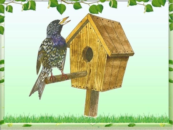 Пошаговое рисование скворец