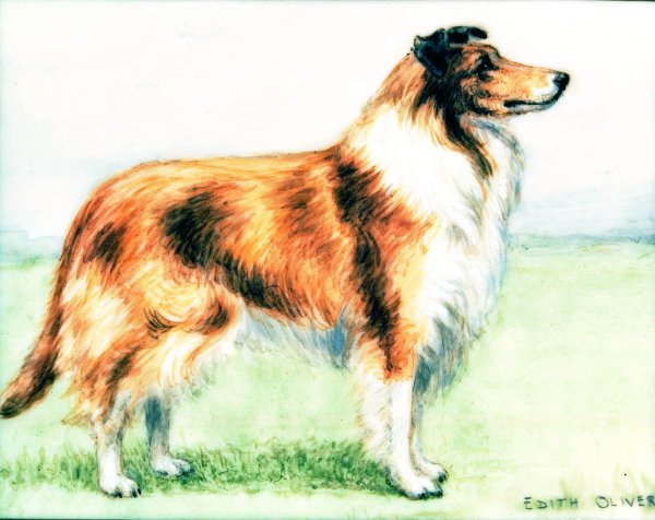 Биарт колли