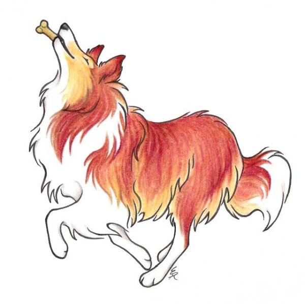 Нарисовать колли