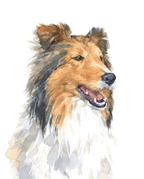Шотландский колли акварель