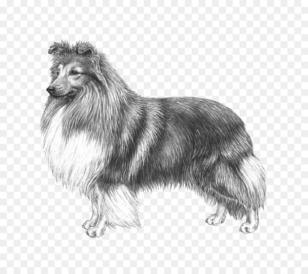 Колли шелти